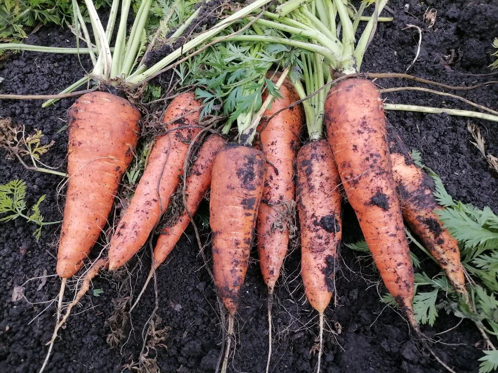 Самые сладкие сорта моркови: проверяем содержание сахара