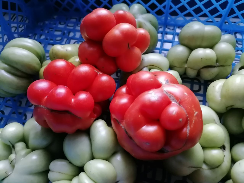 Сорта томатов серии рейстомат больше для баловства