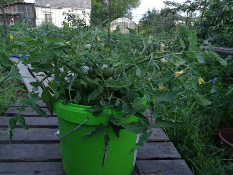 Низкорослые томаты можно выращвать в ведрах 