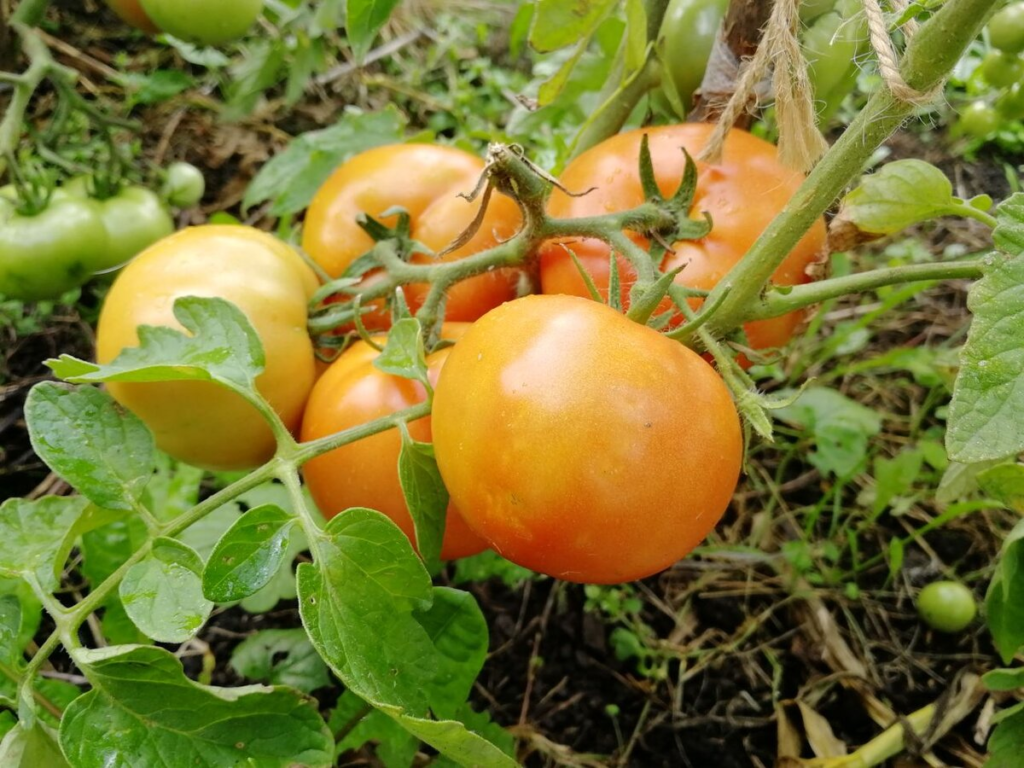 Плоды в кисти созревают дружно, это ранний низкорослый томат 