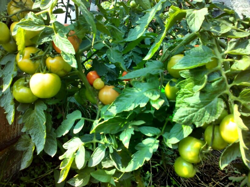 низкорослые томаты