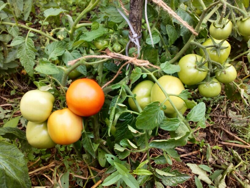 Низкорослые томаты Санька