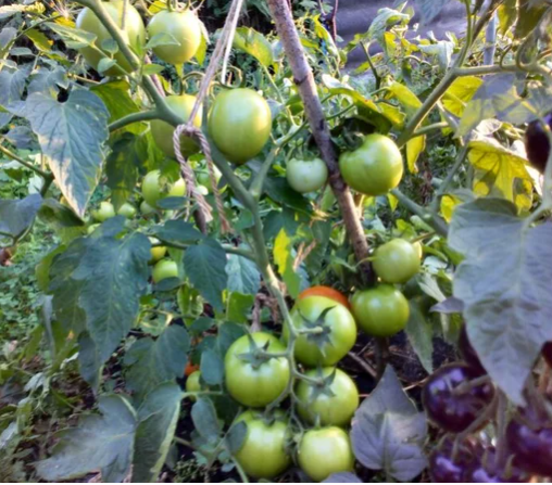 В списке урожайных сортов томатов Большая мамочка, фото автора