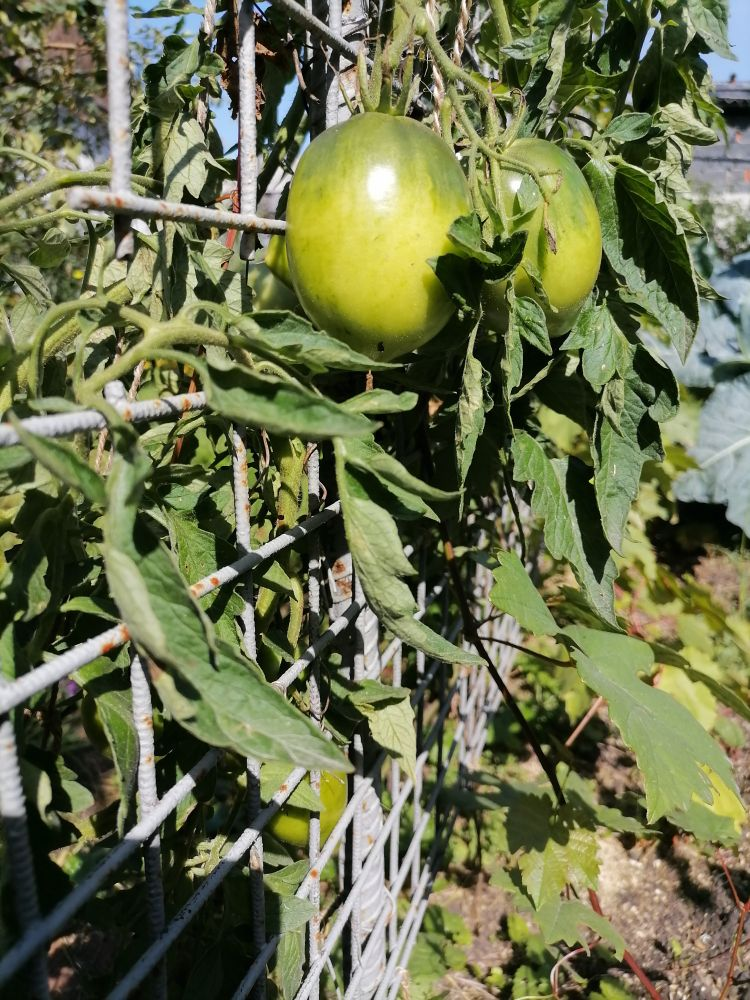 Высокорослый урожайный сорт томата Южный загар