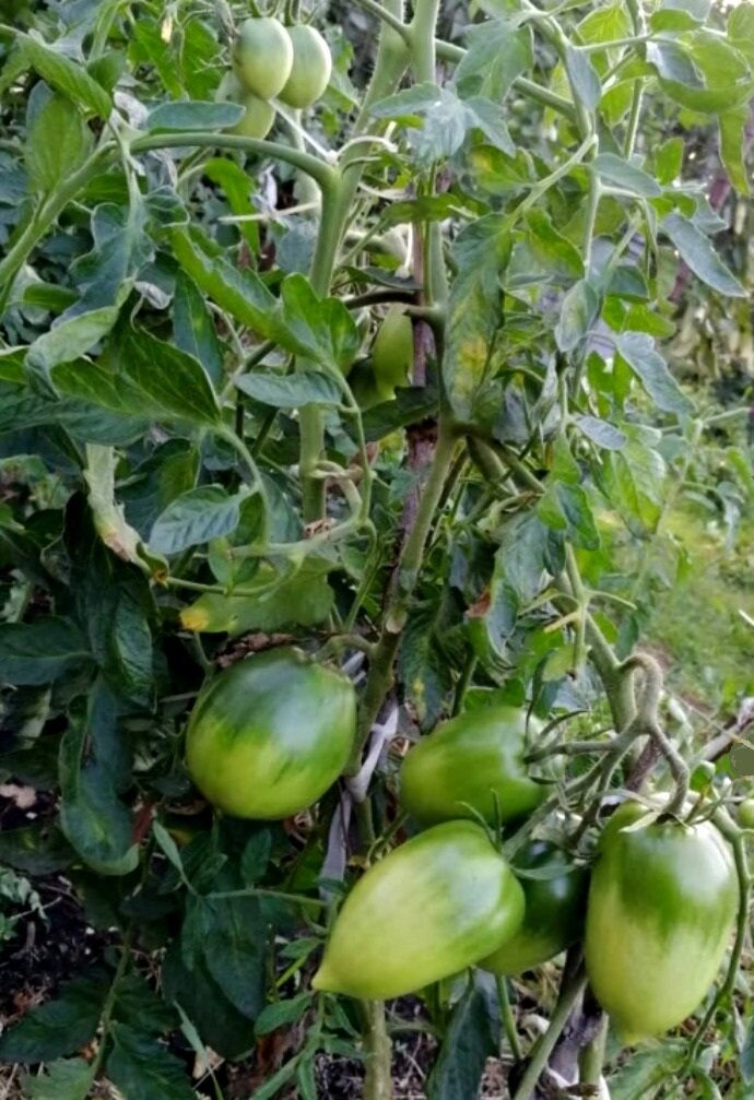 Урожайные сорта томатов с носиками