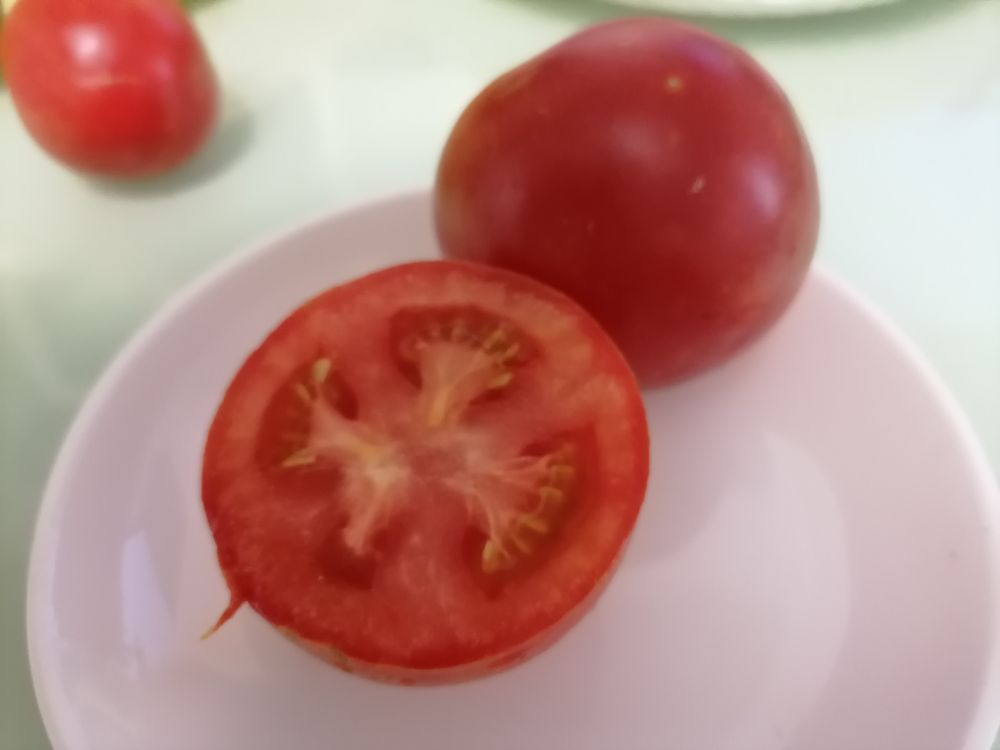 Пушистые, вкусные и урожайные сорта томатов