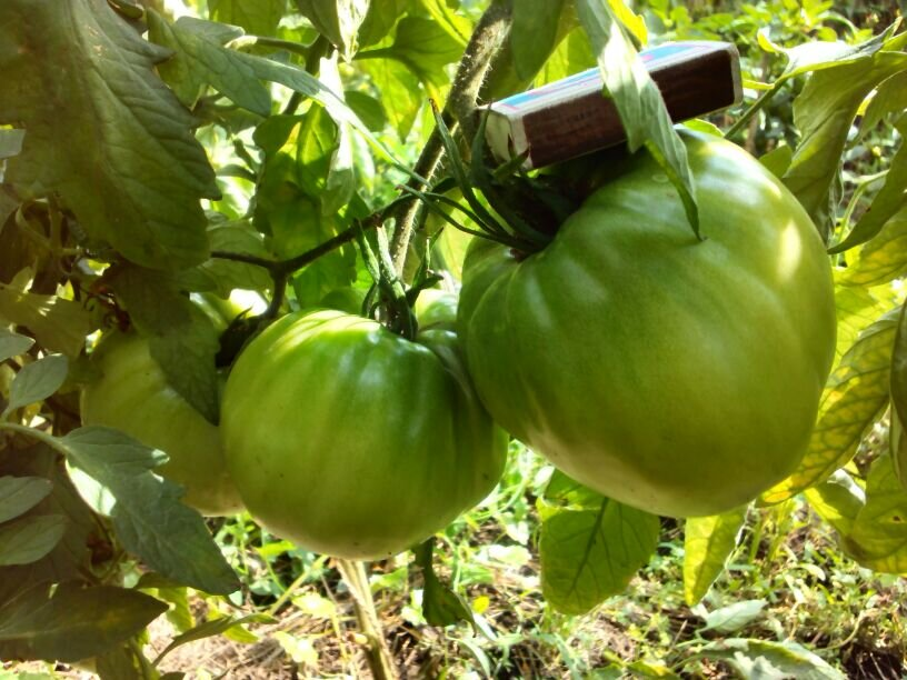 Растут томаты крупые мясистые, сорт Данко