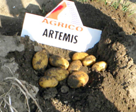 Клубни сорта картофеля Артемис, фото