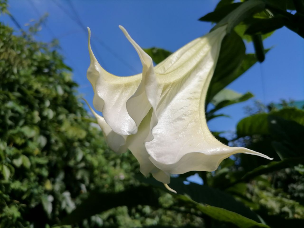Фото цветка бругмансии 