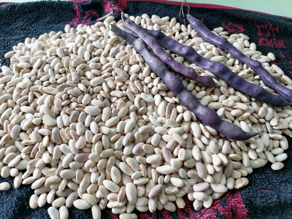 Сорта фасоли для зерна - Румба
