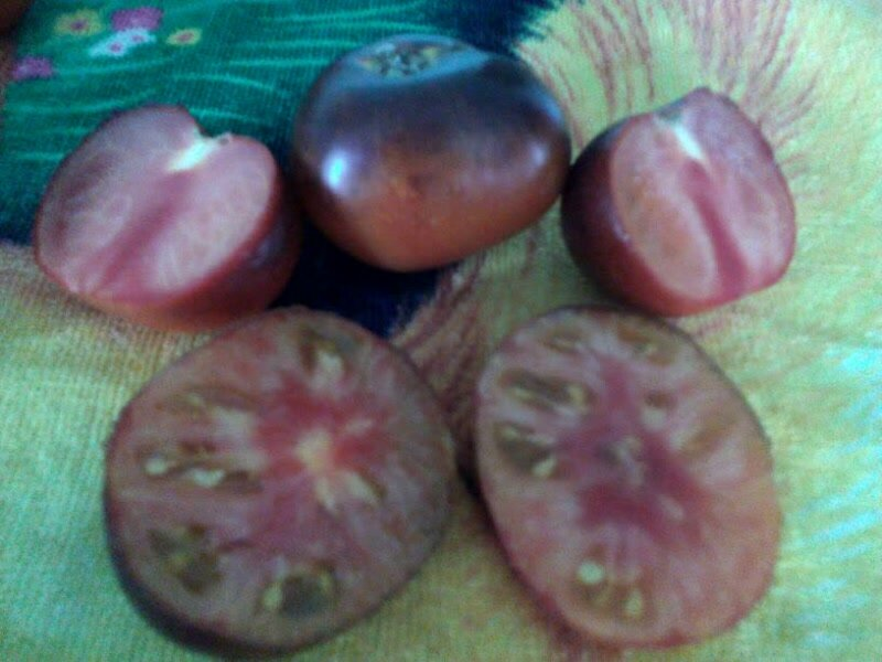 Черные томаты в разрезе зеленоватые