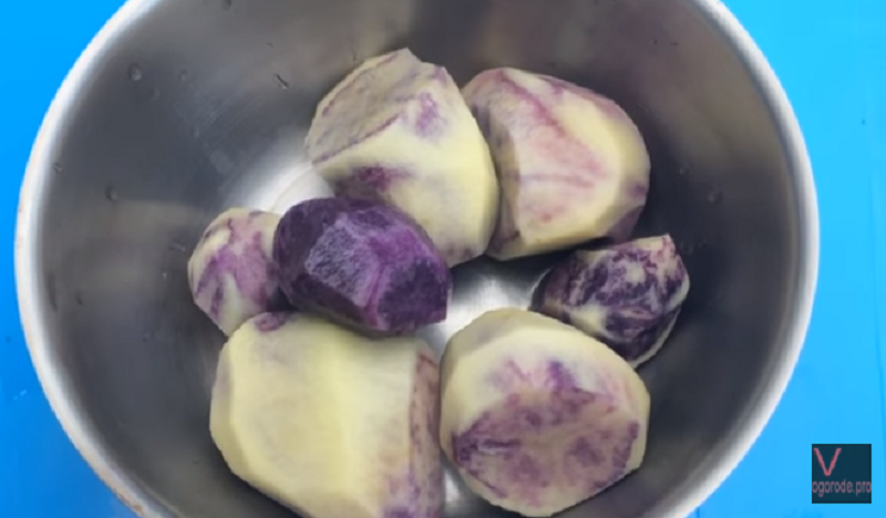 Синий картофель с белыми промежутками после варки