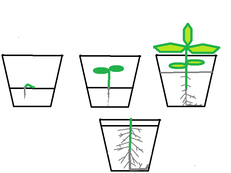 Как растут корни, если сажать в прозрачные стаканчики с подсыпкой