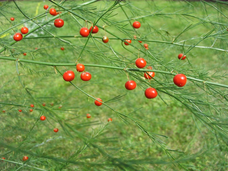 Семена спаржи зреют в красных ягодах, а траву вместе с ними используют для букетов