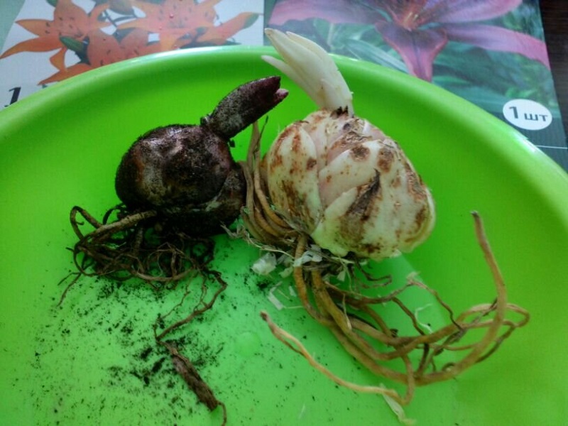 Как сохранить луковицы лилий с ростками