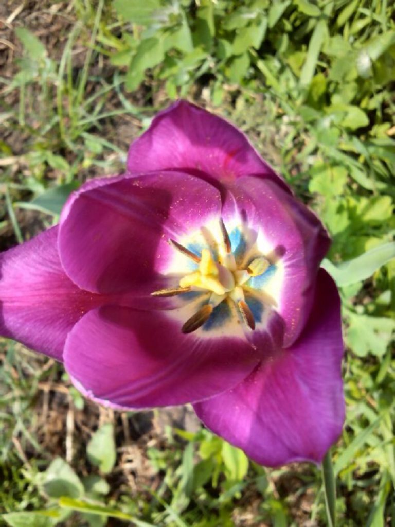 Тюльпан с синим глазком
