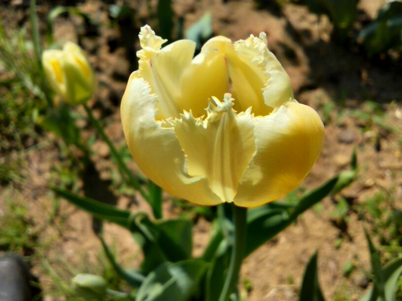 Бахромчатый желтый тюльпан