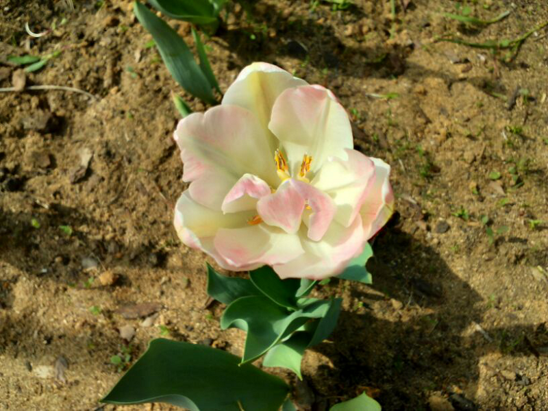 Правильный уход за тюльпанами - залог хорошего цветения