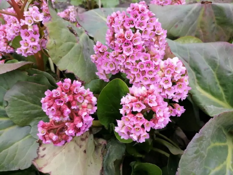 Бадан весной, фото цветов