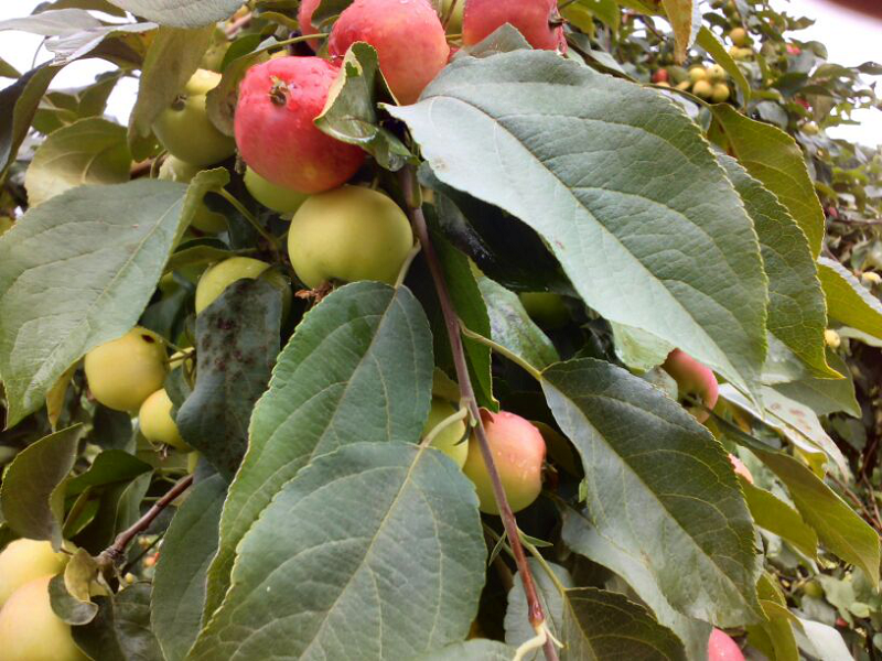 Созревание плодов на яблоне Аленушка