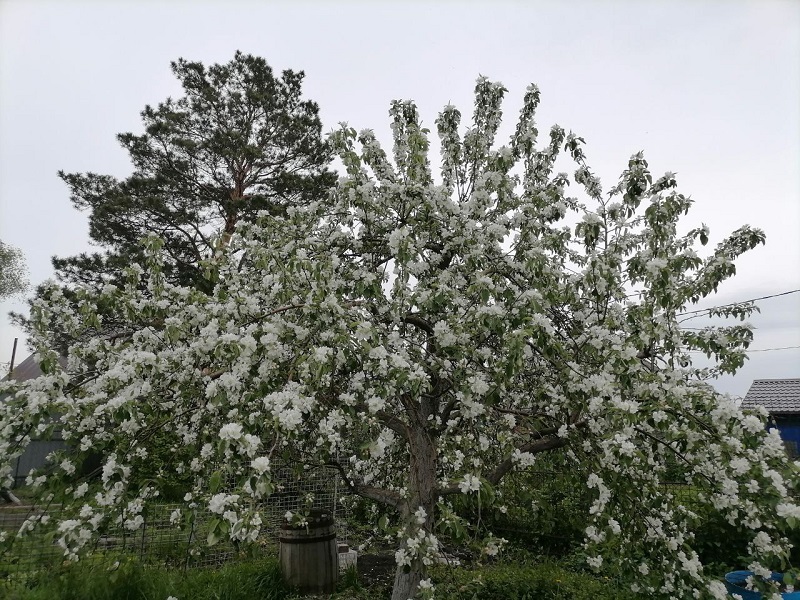 Яблоня Аленушка в цвету, фото автора