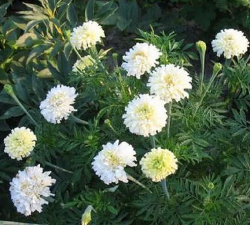 Белые бархатцы - пышно цветущие все лето