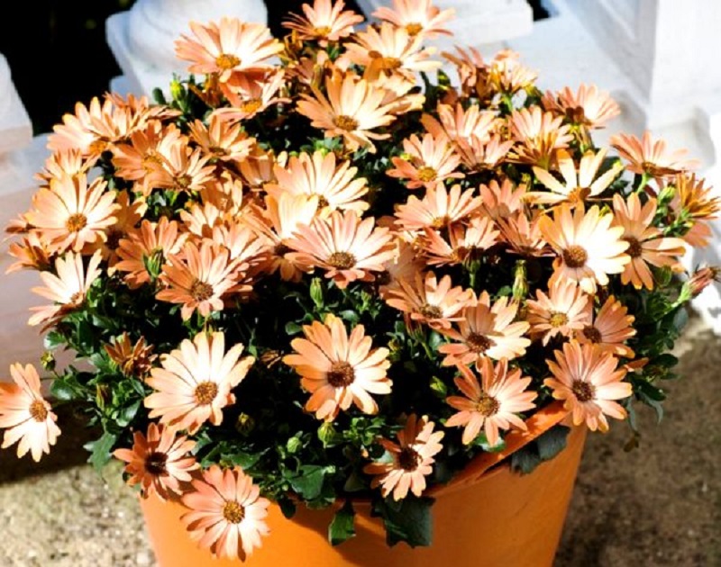 Диморфотека, фото цветов