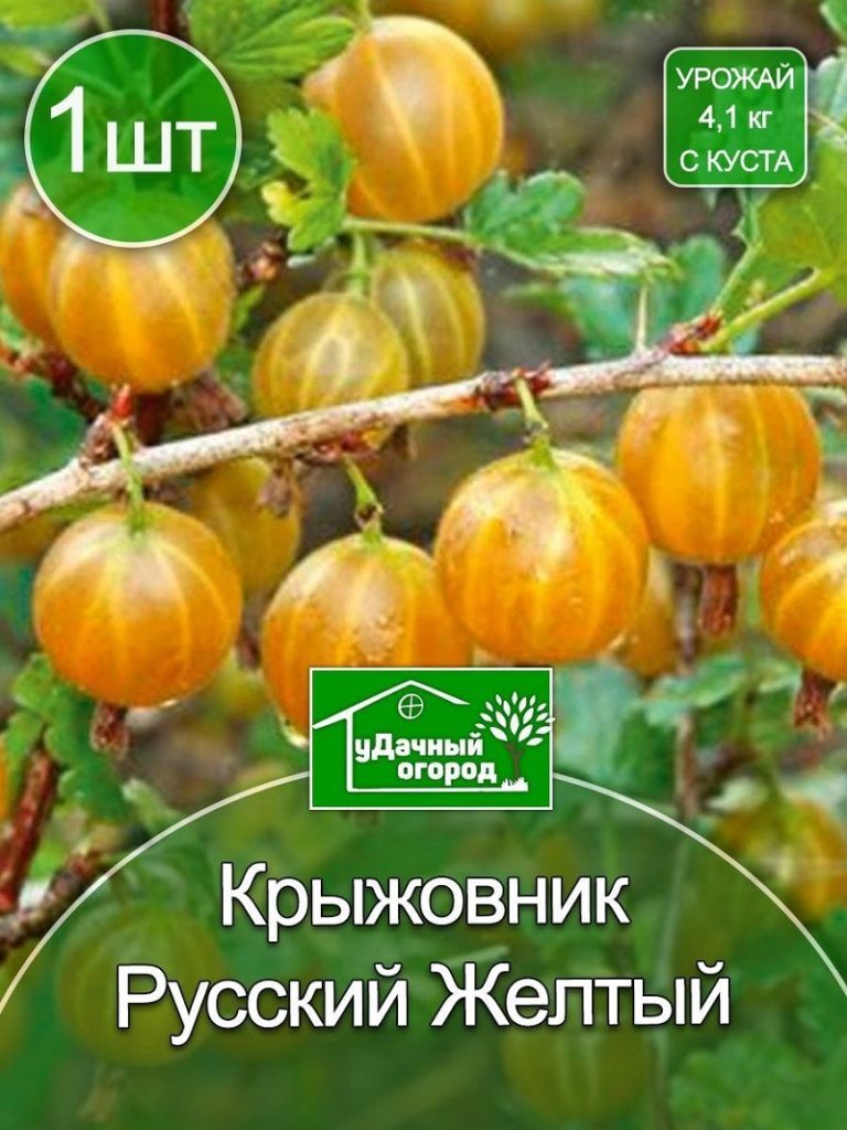 Крыжовник Русский желтый