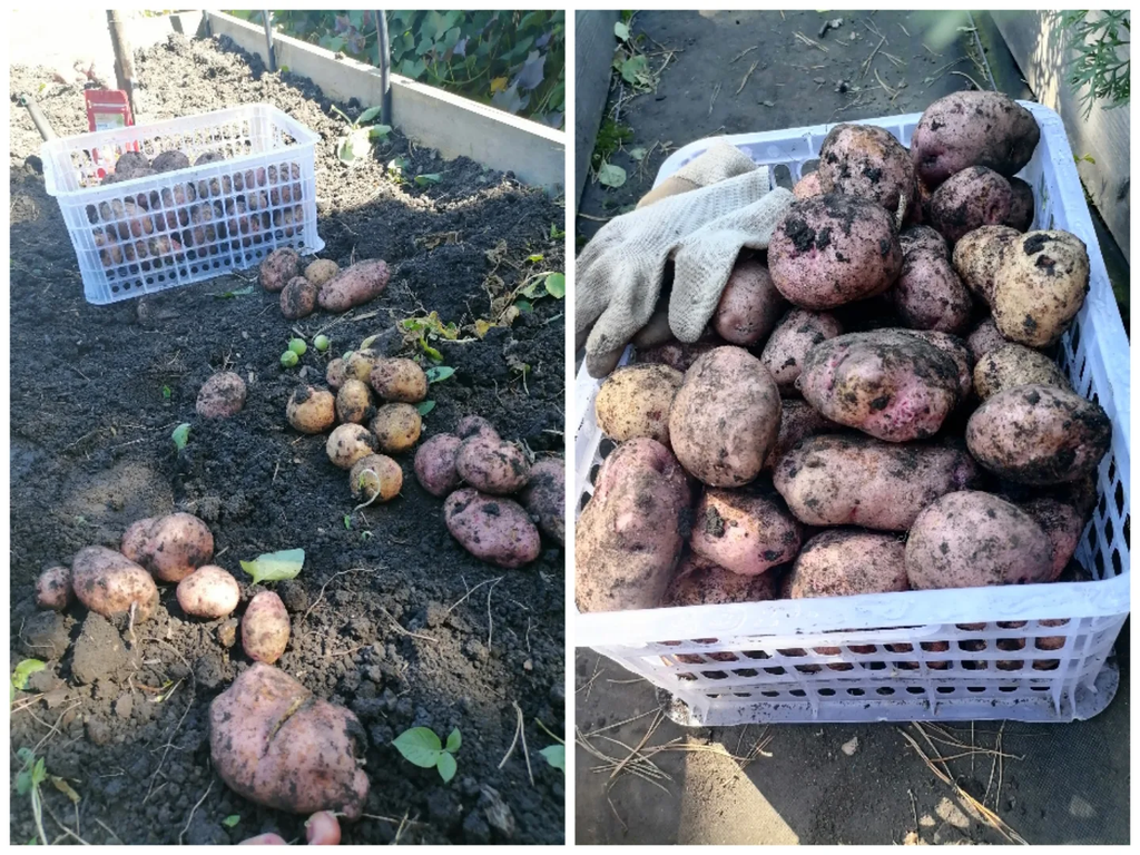 Описание сорта картофеля Жуковский, фото 